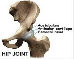 Hip Joint